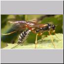 Coleocentrus excitator - Schlupfwespe 05.jpg